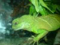 lezard_cellulaire_2