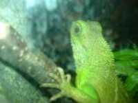 lezard_cellulaire_3