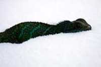 snow_lizard