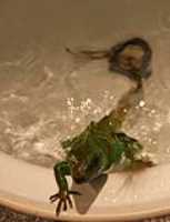 swim_like_a_snake