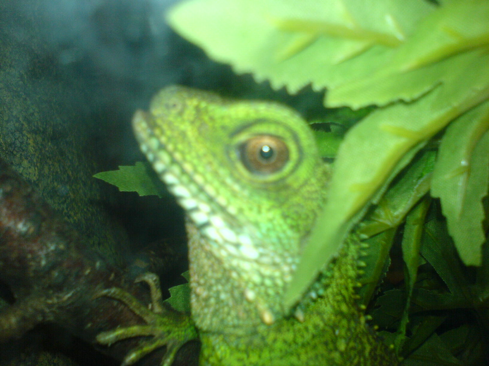 lezard_cellulaire_1