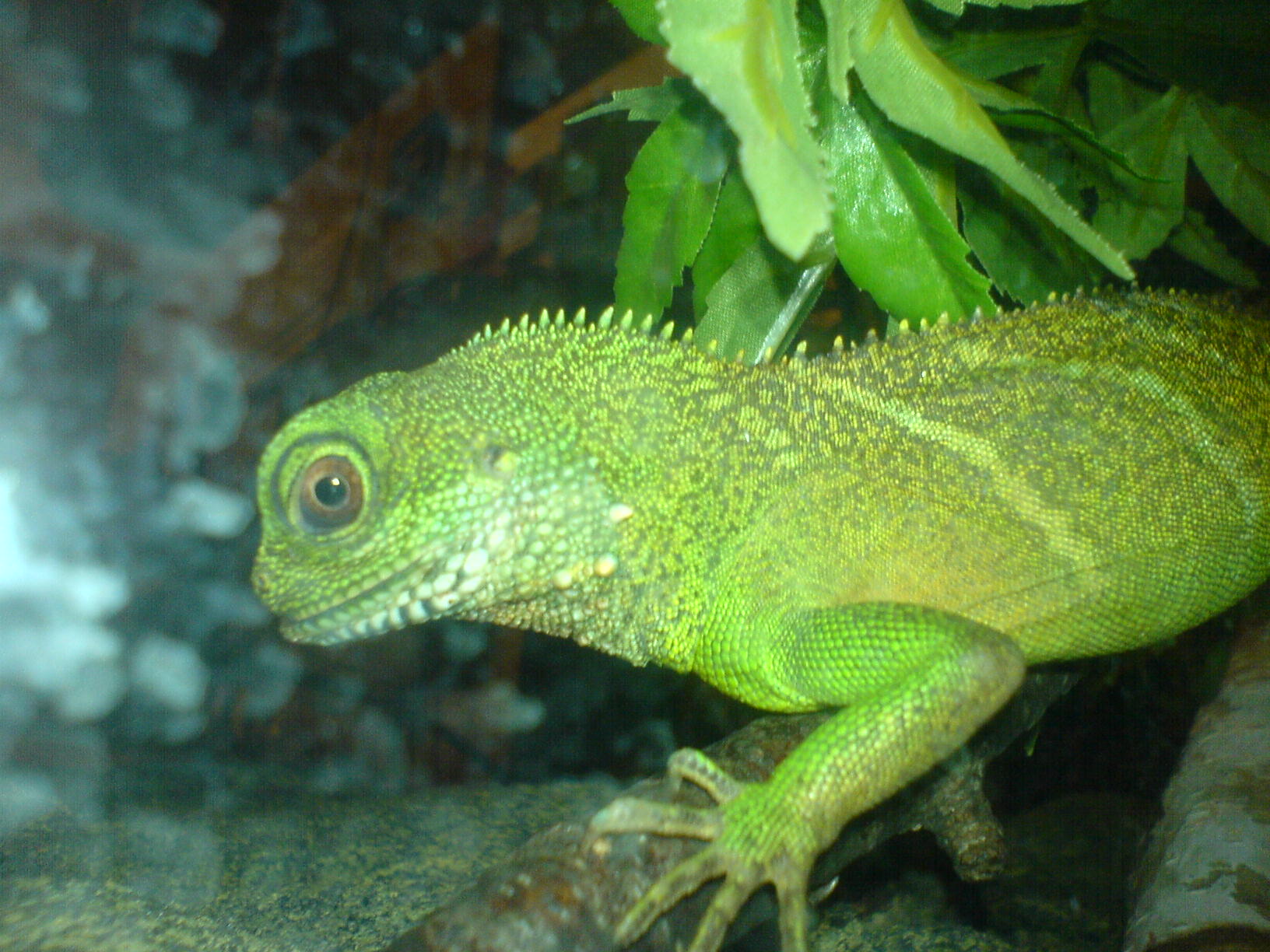 lezard_cellulaire_2