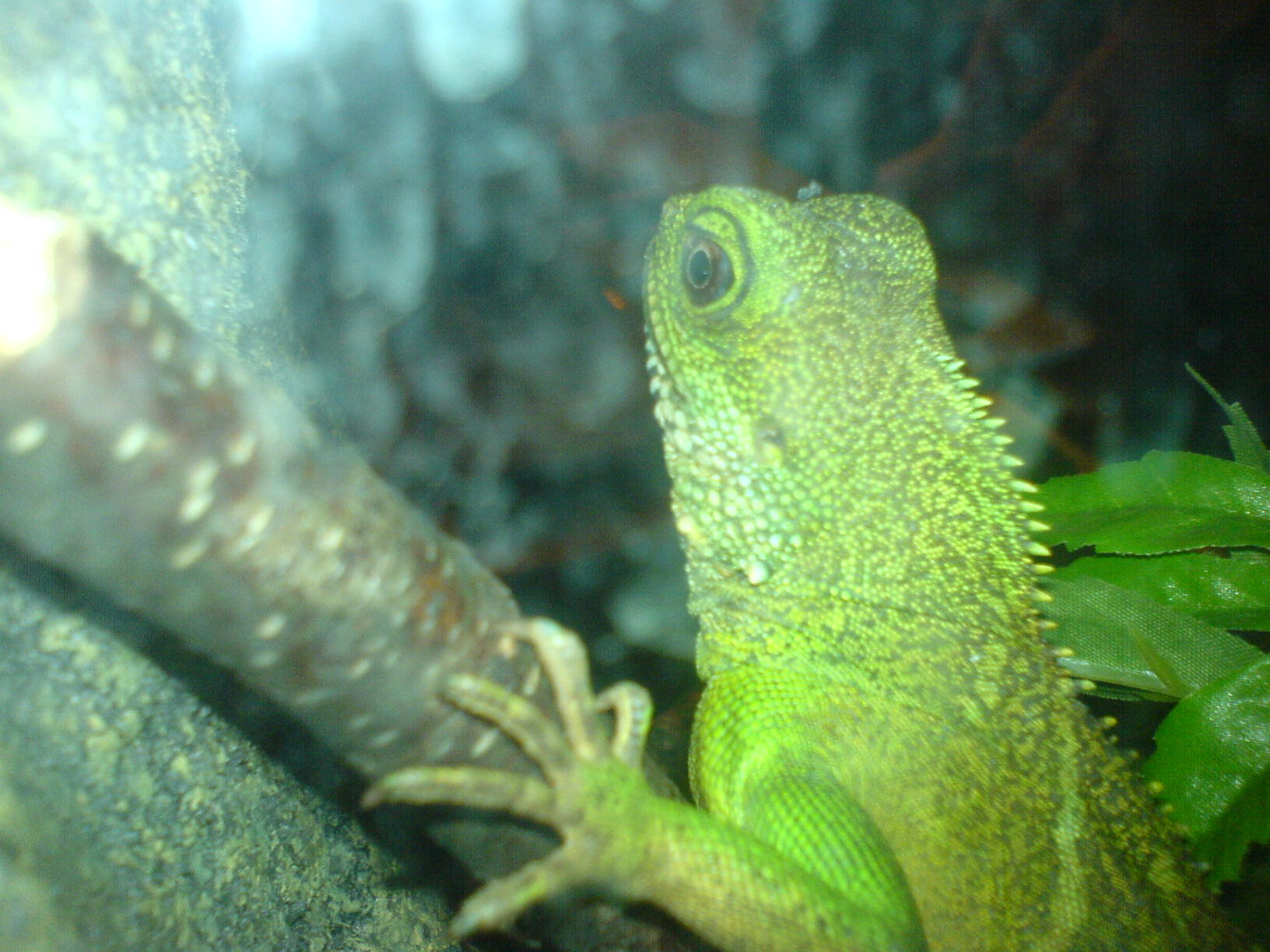 lezard_cellulaire_3