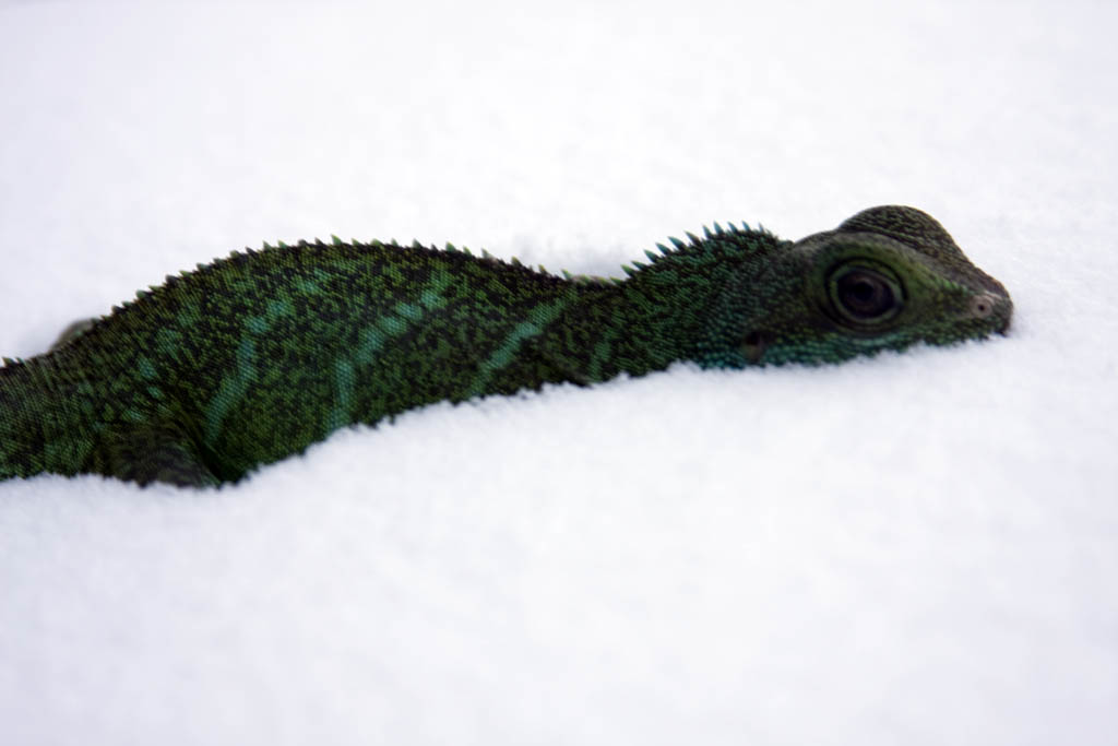 snow_lizard