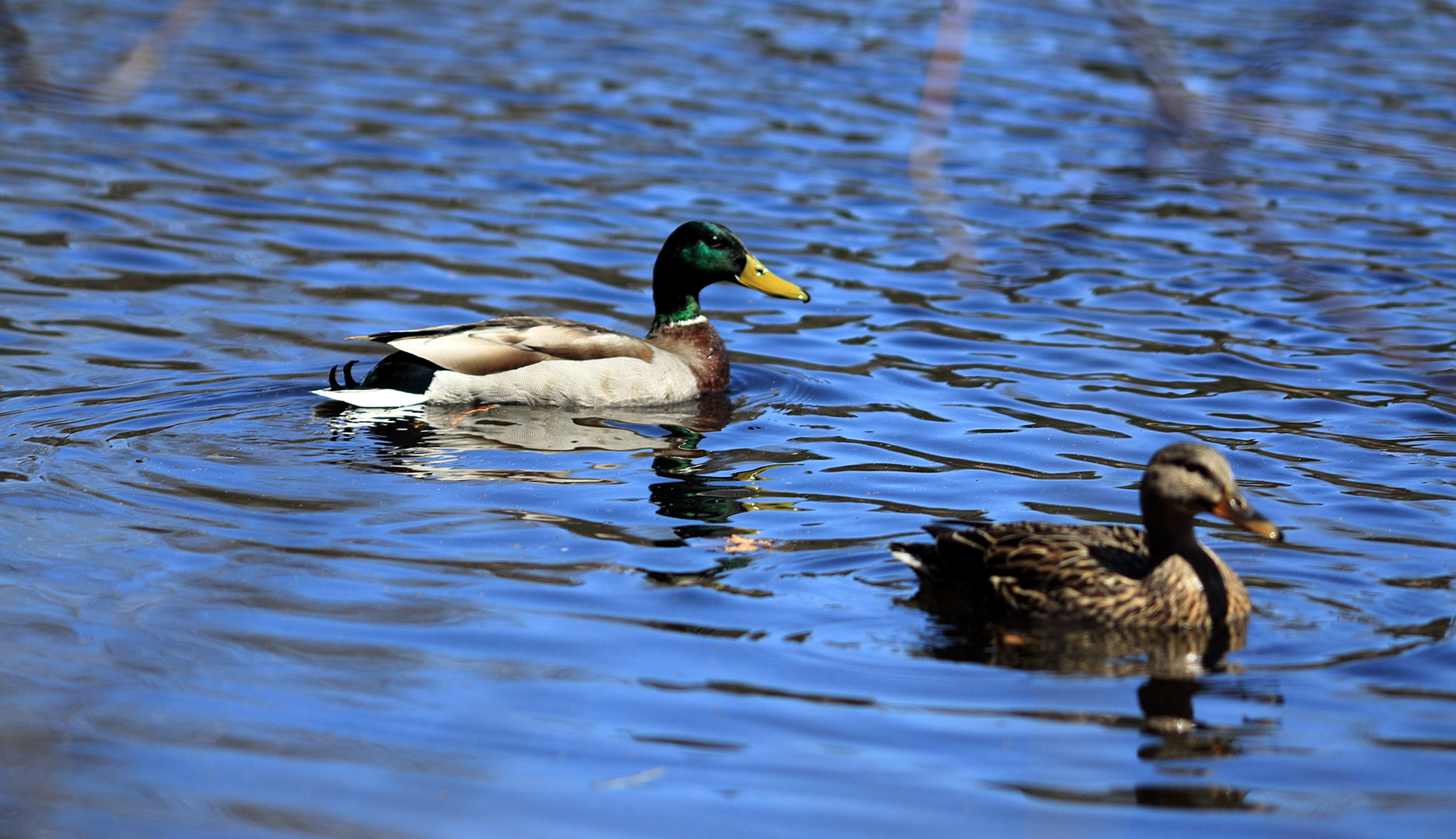 Etang_Bellevue_Canards