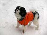Misso_Neige_3