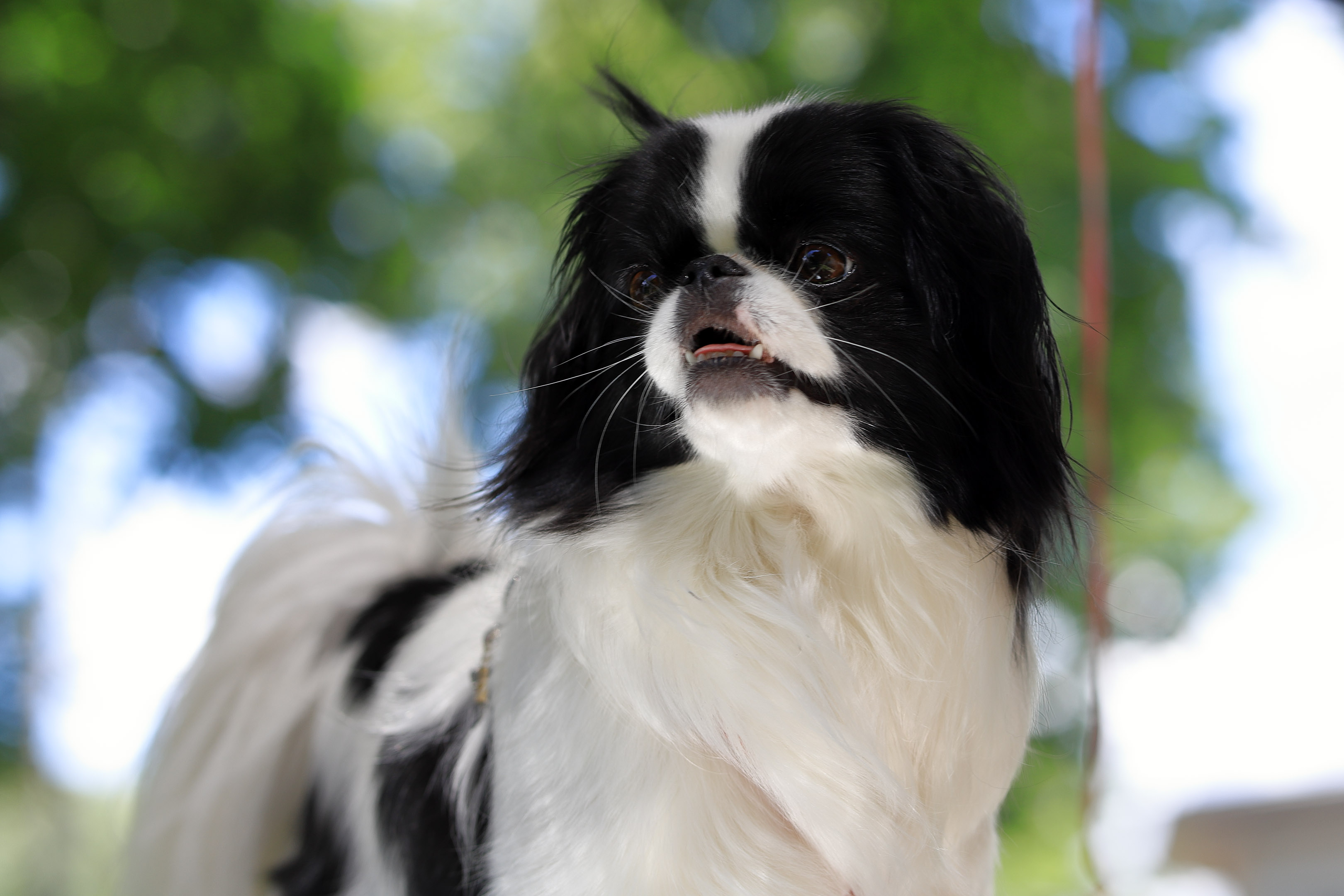 misso_portrait