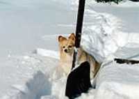 winter_dog