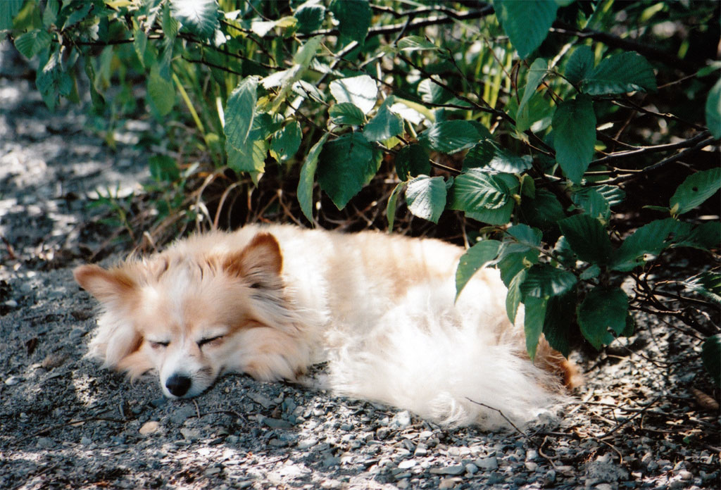 sleeping_praline