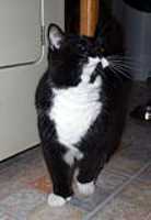 Sissi_minou_fier