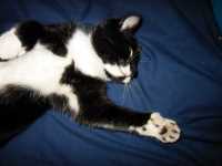 etirement_minou