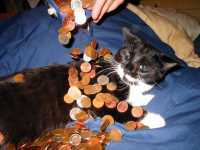 midas_minou