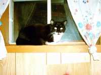 minou