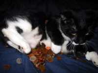minou_argent