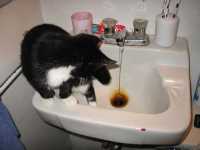 minou_evier_2