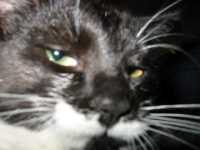 minou_gros_plan