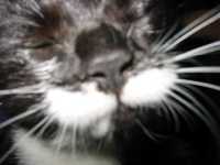 minou_moustache