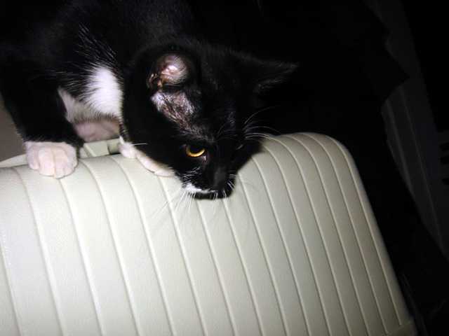 machine_a_ecrire_minou