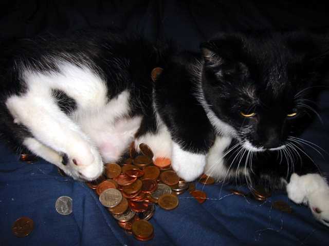 minou_argent