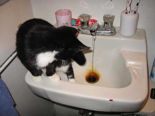 minou_evier_2