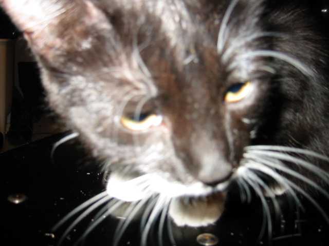 minou_eye