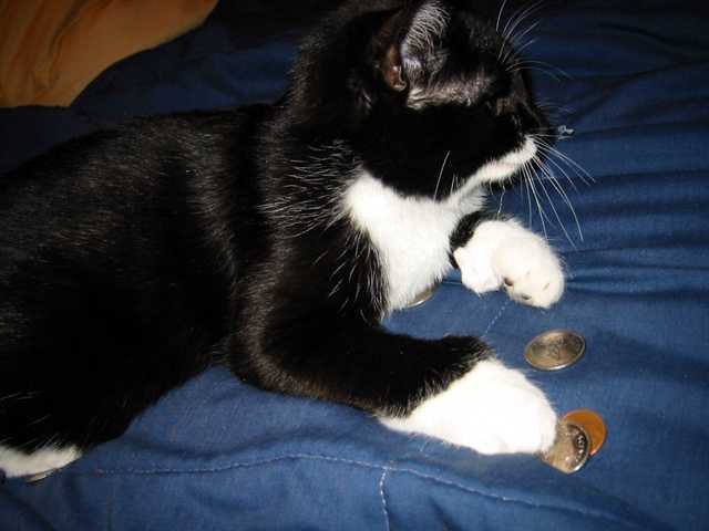 minou_lit_cennts