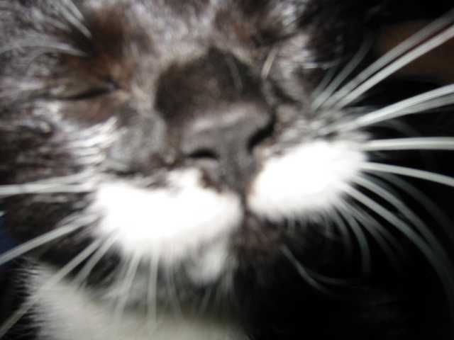 minou_moustache