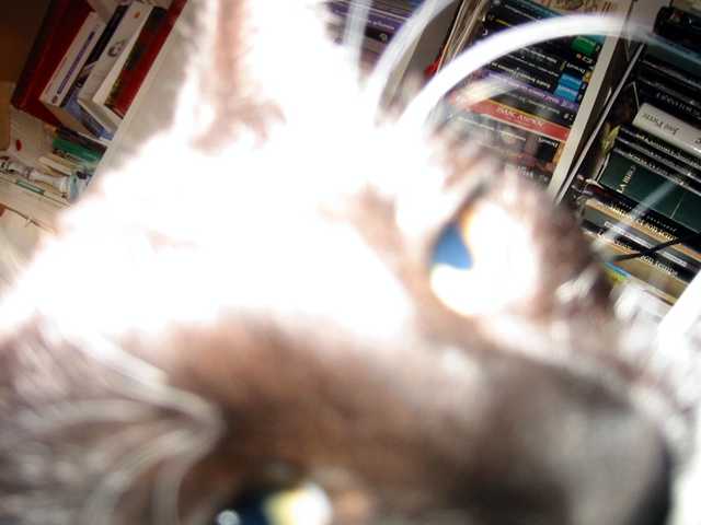minou_surexpose