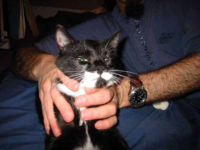 torture_minou