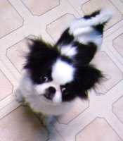 soya