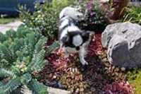 soya_walk_in_the_garden