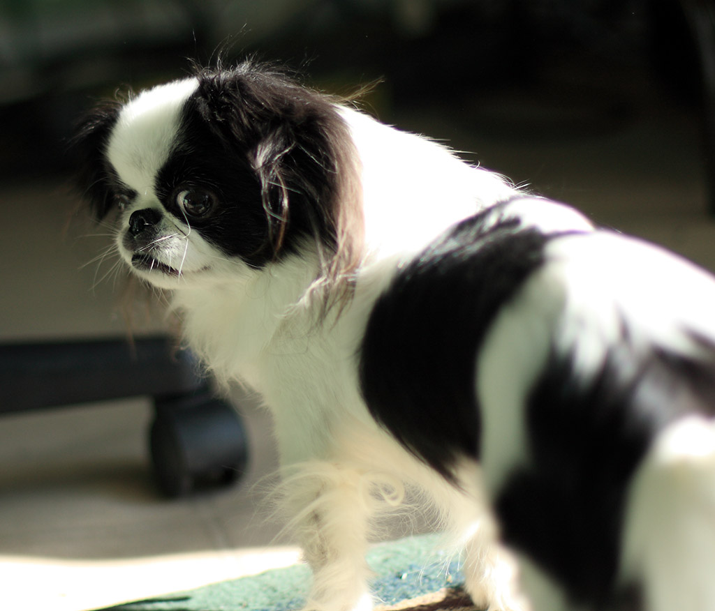 soya_portrait