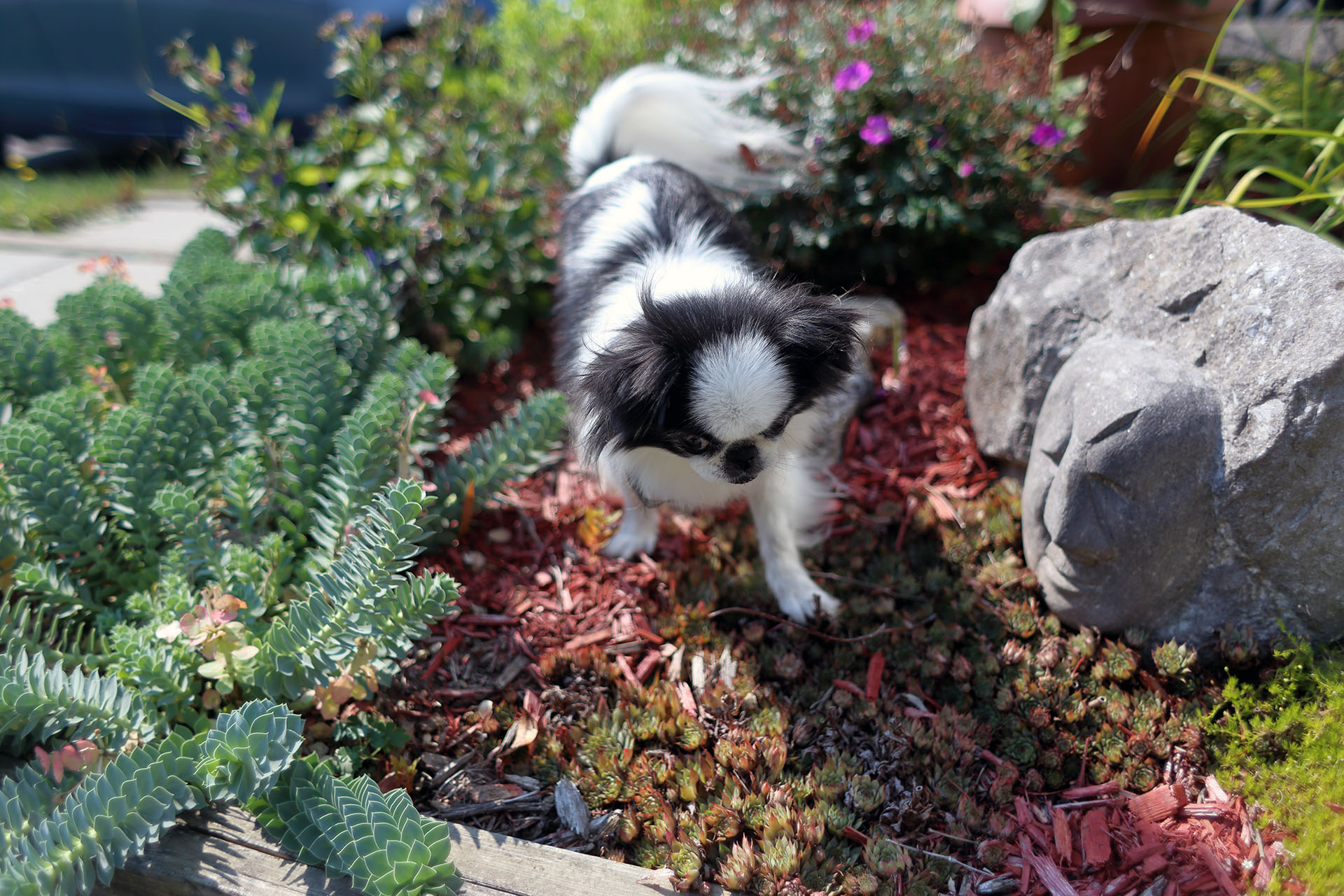 soya_walk_in_the_garden