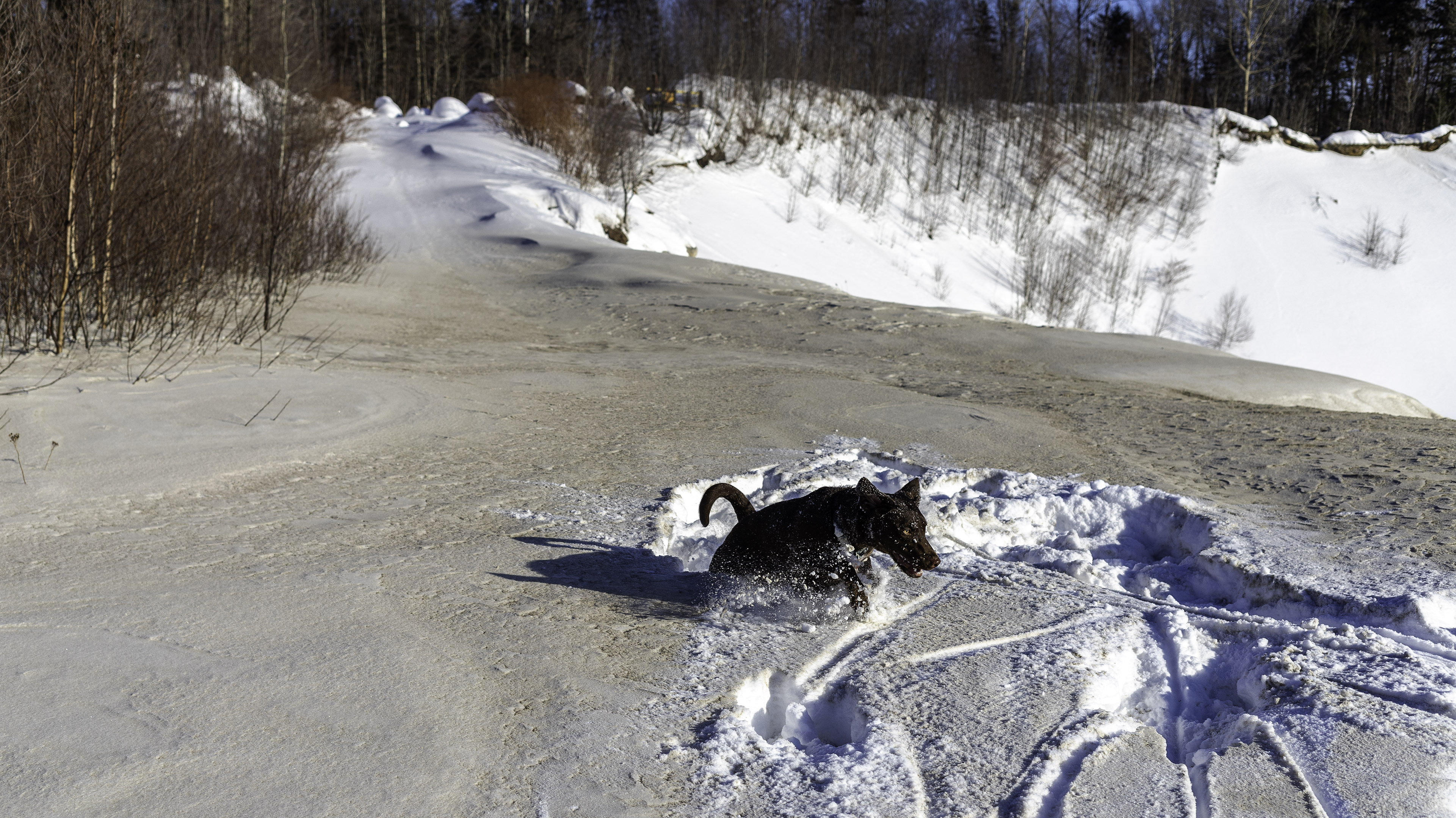 Taiga_jump_snow_dust