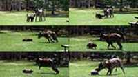 beryl_puppy_play_montage
