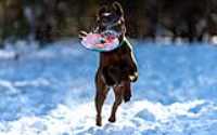 face_run_snow_disc_taiga