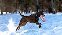 side_run_snow_disc_taiga