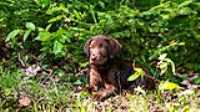 taiga_couche_herbe_lac