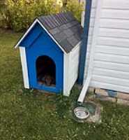 taiga_doghouse_rest