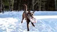taiga_frisbee_neige_cours_03