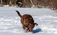 taiga_lake_snow_4