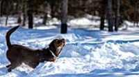 taiga_neige_disc_280mmf4_4