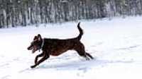 taiga_neige_lac_6