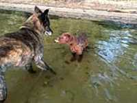 taiga_slurp_lake_beryl