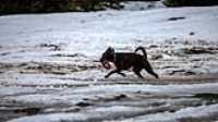 taiga_slush_fetch_disc_water_splash