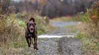 taiga_walk_trail_autumn
