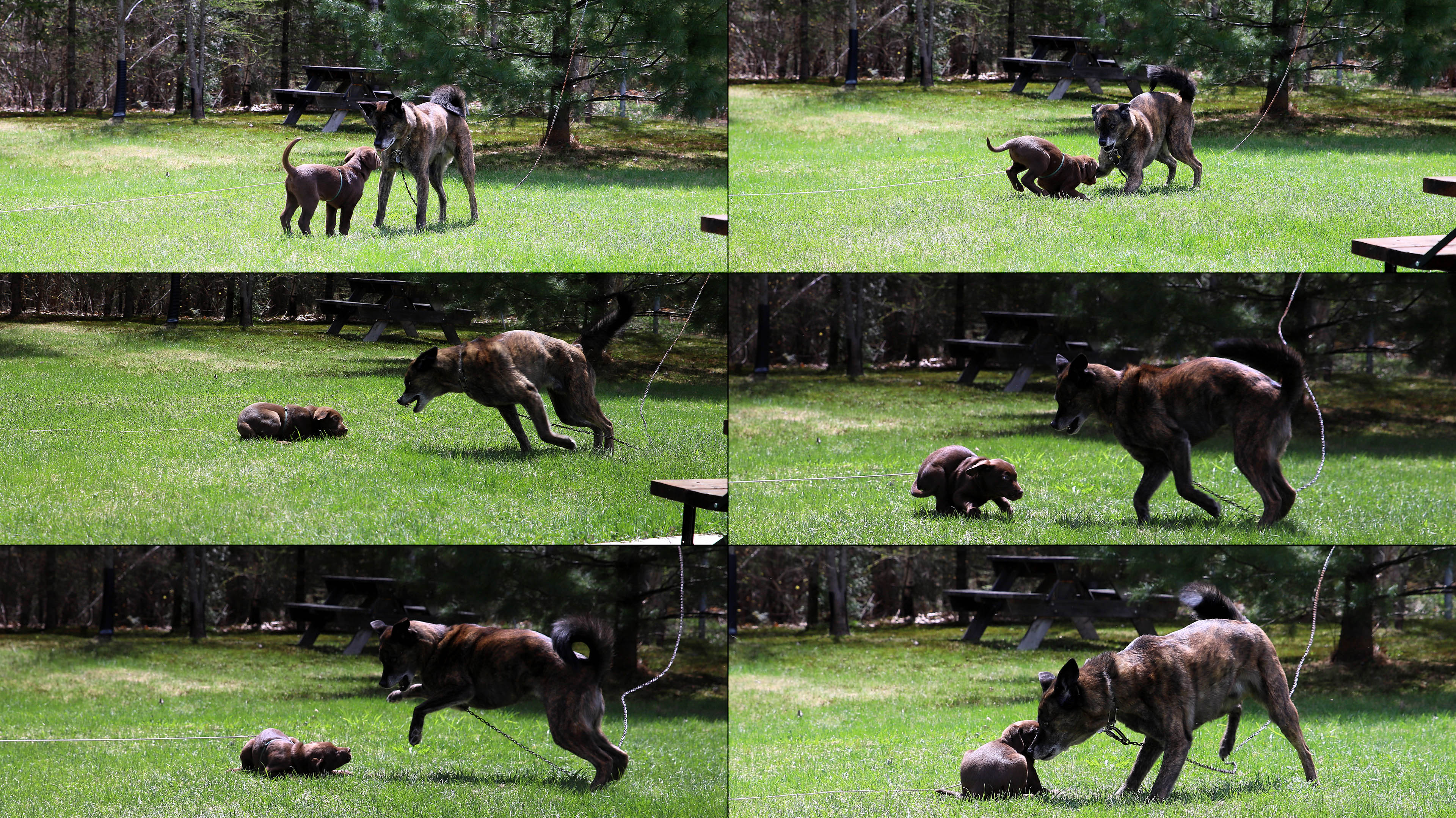 beryl_puppy_play_montage