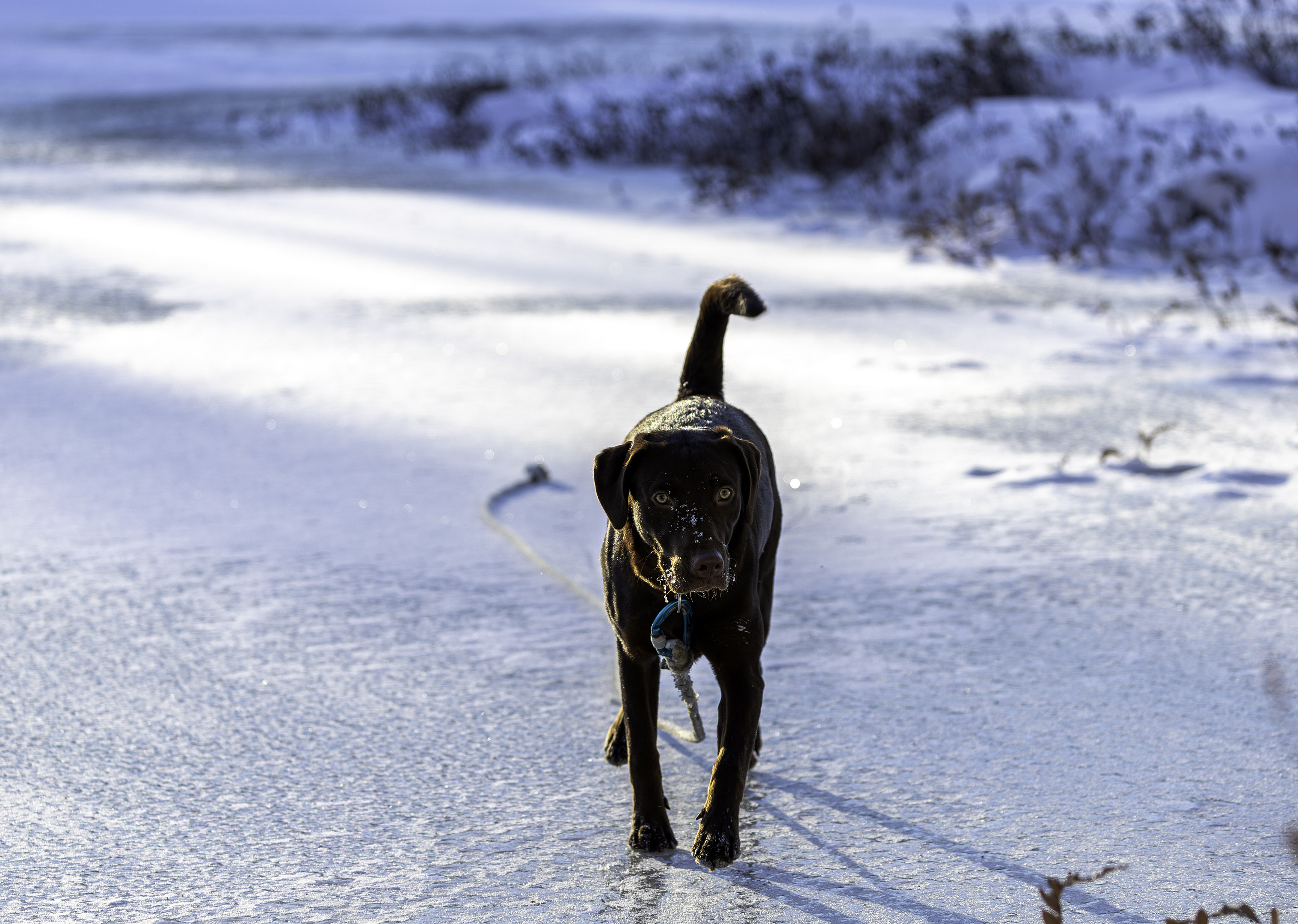 ice_lake_taiga_walking