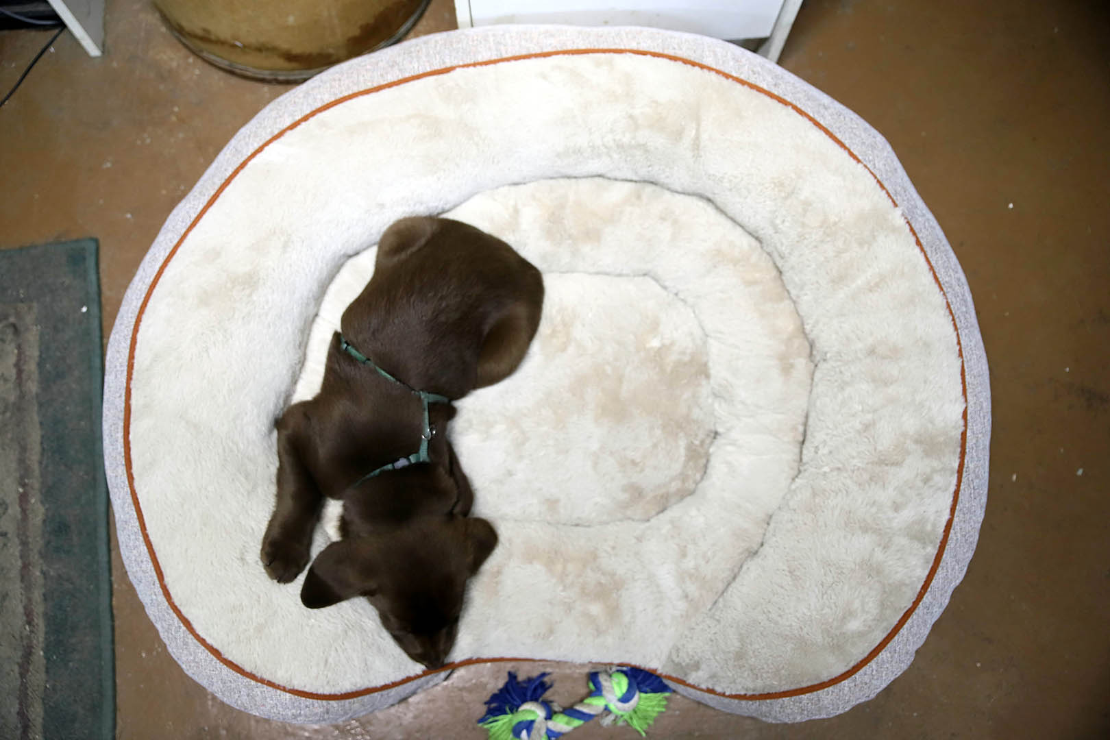 puppy_sleep_bed