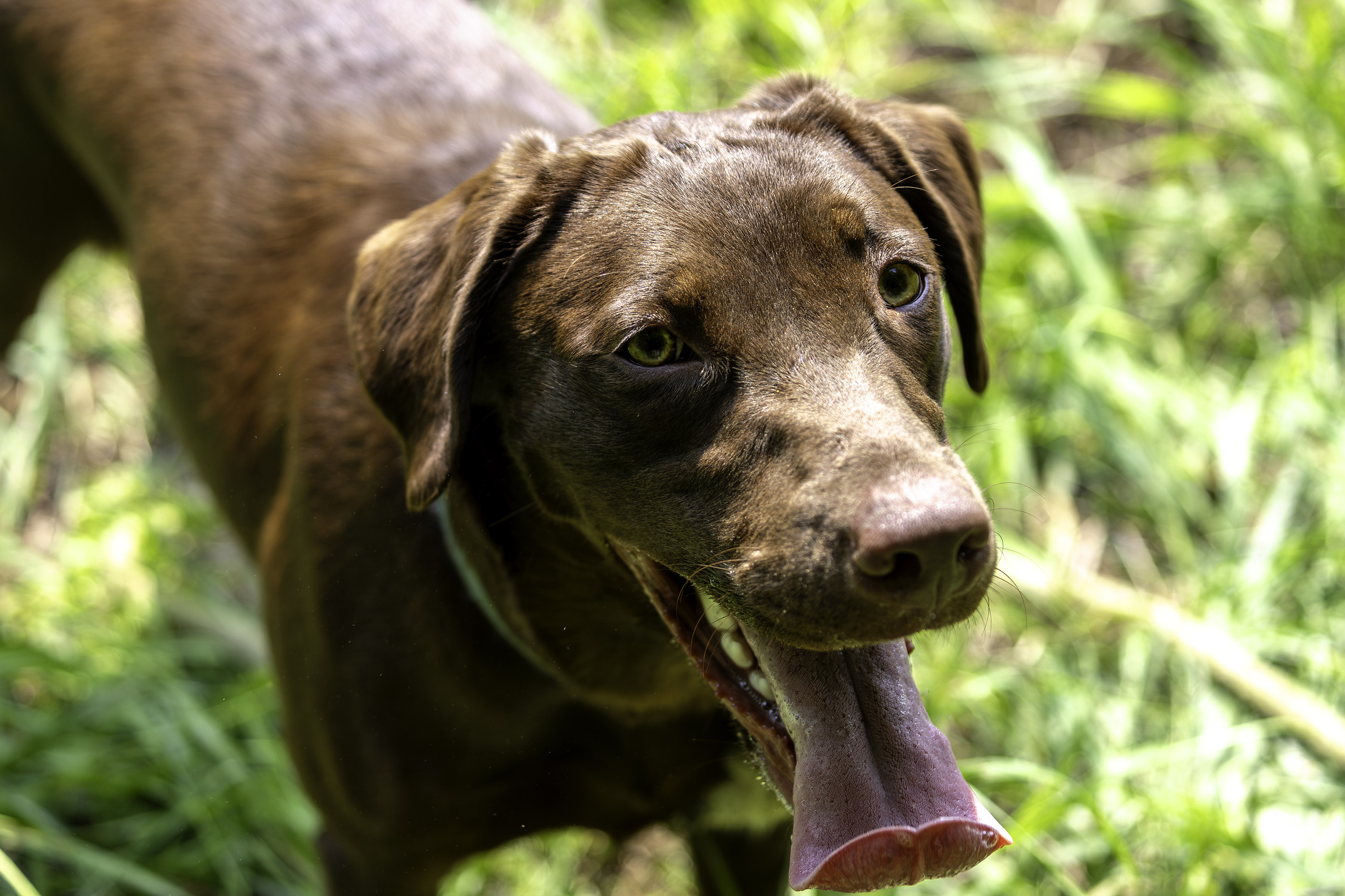 taiga_close_up_100-400_tongue_closeup
